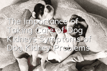 The Importance of Taking Care of Dog Kidneys Symptoms of Dog Kidney Problems