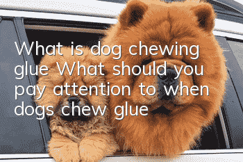 What is dog chewing glue? What should you pay attention to when dogs chew glue?