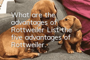 What are the advantages of Rottweiler? List the five advantages of Rottweiler.