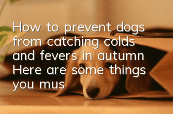 How to prevent dogs from catching colds and fevers in autumn? Here are some things you must pay attention to