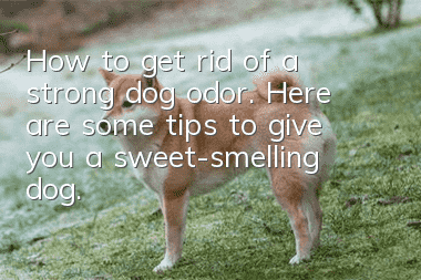 How to get rid of a strong dog odor. Here are some tips to give you a sweet-smelling dog.