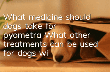 What medicine should dogs take for pyometra? What other treatments can be used for dogs with pyometra besides removal?