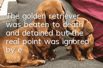 The golden retriever was beaten to death and detained, but the real point was ignored by everyone.