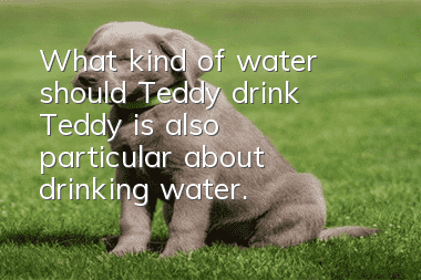 What kind of water should Teddy drink? Teddy is also particular about drinking water.