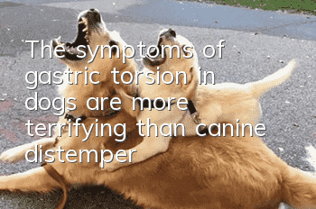 The symptoms of gastric torsion in dogs are more terrifying than canine distemper