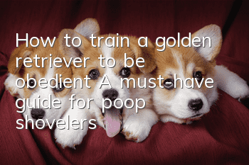 How to train a golden retriever to be obedient? A must-have guide for poop shovelers!