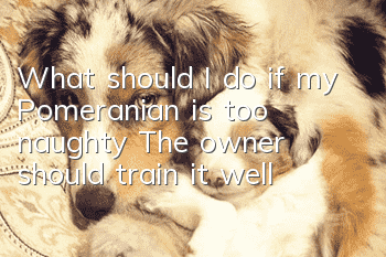 What should I do if my Pomeranian is too naughty? The owner should train it well