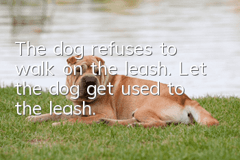 The dog refuses to walk on the leash. Let the dog get used to the leash.