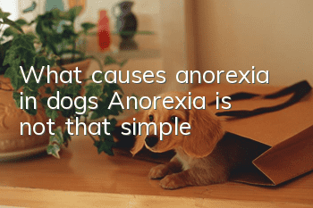 What causes anorexia in dogs? Anorexia is not that simple