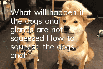 What will happen if the dog's anal glands are not squeezed? How to squeeze the dog's anal glands