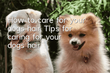 How to care for your dog’s hair Tips for caring for your dog’s hair