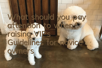 What should you pay attention to when raising VIPs? Guidelines for novice owners