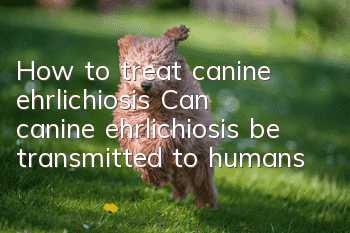 How to treat canine ehrlichiosis? Can canine ehrlichiosis be transmitted to humans?
