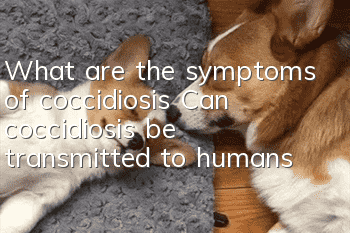 What are the symptoms of coccidiosis? Can coccidiosis be transmitted to humans?