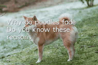 Why do poodles fade? Do you know these reasons?