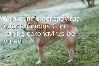 Can canine coronavirus infect humans? Can canine coronavirus be cured?