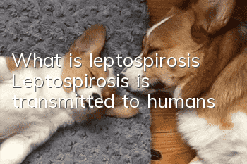 What is leptospirosis? Leptospirosis is transmitted to humans