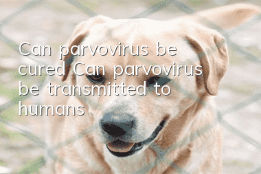 Can parvovirus be cured? Can parvovirus be transmitted to humans?