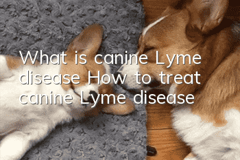 What is canine Lyme disease? How to treat canine Lyme disease?