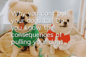 Why you can’t pull your dog’s tail? Do you know the consequences of pulling your dog’s tail?