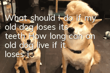 What should I do if my old dog loses its teeth? How long can an old dog live if it loses its teeth?