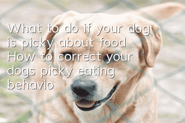 What to do if your dog is picky about food How to correct your dog’s picky eating behavior
