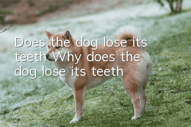 Does the dog lose its teeth? Why does the dog lose its teeth?