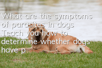 What are the symptoms of parasites in dogs? Teach you how to determine whether dogs have parasites