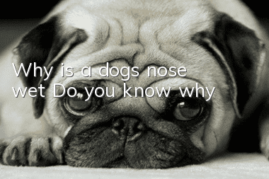 Why is a dog’s nose wet? Do you know why?
