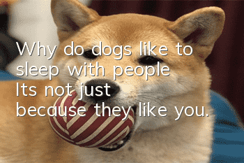 Why do dogs like to sleep with people? It’s not just because they like you.