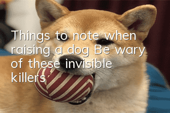 Things to note when raising a dog: Be wary of these invisible killers