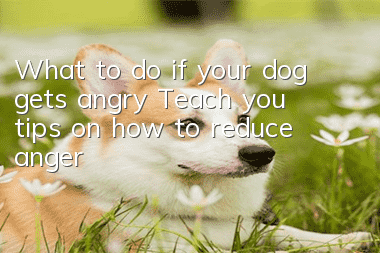 What to do if your dog gets angry? Teach you tips on how to reduce anger