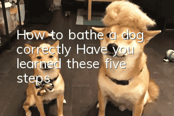 How to bathe a dog correctly? Have you learned these five steps?
