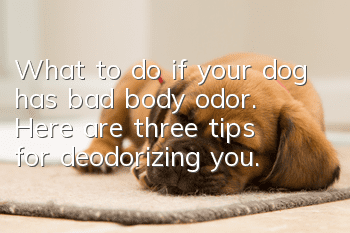 What to do if your dog has bad body odor. Here are three tips for deodorizing you.