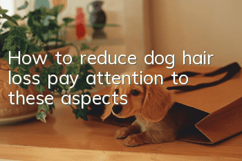 How to reduce dog hair loss: pay attention to these aspects