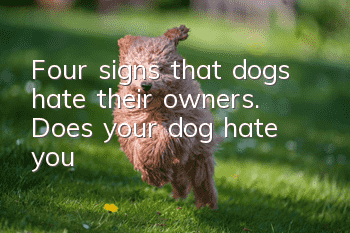 Four signs that dogs hate their owners. Does your dog hate you?