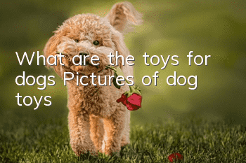 What are the toys for dogs? Pictures of dog toys