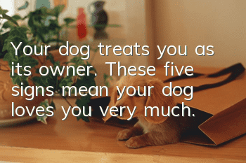 Your dog treats you as its owner. These five signs mean your dog loves you very much.