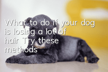 What to do if your dog is losing a lot of hair? Try these methods