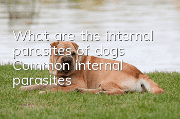 What are the internal parasites of dogs? Common internal parasites