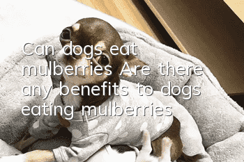 Can dogs eat mulberries? Are there any benefits to dogs eating mulberries?