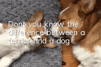 Don’t you know the difference between a terrier and a dog?