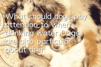 What should dogs pay attention to when drinking water? Dogs are also particular about drinking water