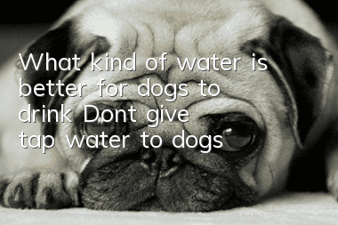 What kind of water is better for dogs to drink? Don’t give tap water to dogs