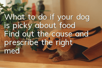 What to do if your dog is picky about food? Find out the cause and prescribe the right medicine.