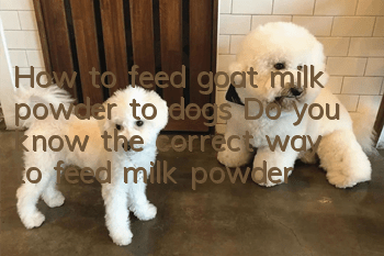 How to feed goat milk powder to dogs? Do you know the correct way to feed milk powder?