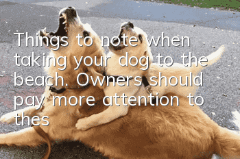Things to note when taking your dog to the beach. Owners should pay more attention to these things