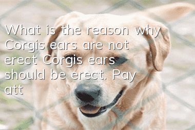 What is the reason why Corgi’s ears are not erect? Corgi’s ears should be erect. Pay attention to calcium supplementation.
