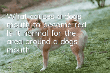 What causes a dog’s mouth to become red? Is it normal for the area around a dog’s mouth to become red?