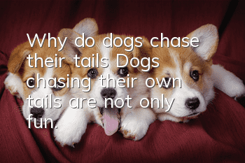Why do dogs chase their tails? Dogs chasing their own tails are not only fun.